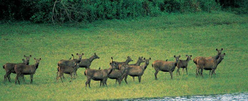 12 Nights 13 Days Tea & Wildlife Trails