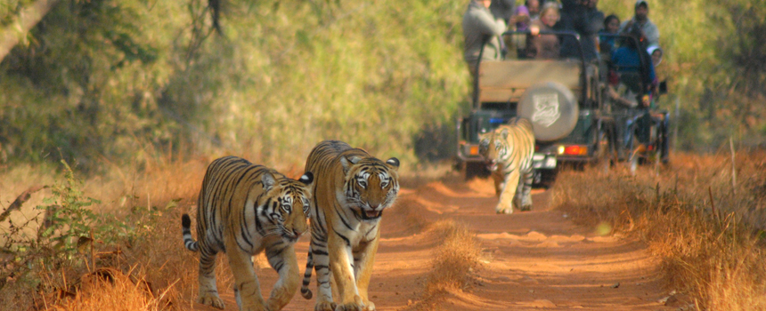 11 Nights 12 Days Rajasthan Village & Wildlife Photography Tour